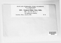 Uromyces viciae-fabae image